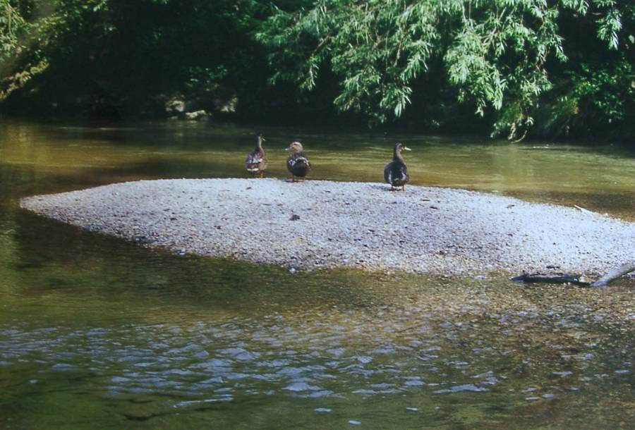Selten bildet die Glonn Kiesbänke im Flussbett, da die natürliche Dynamik fehlt.
Die biologisch hochaktiven Flachwasserzonen, die hier sichtbar werden, fehlen an den Ufern der gesammten Glonn. Aufnahme 2001.